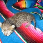 Savannah, F-3C, BST, Female #1 DOB 1-22-17