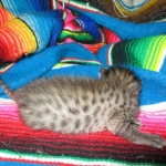 Savannah, F-3C, BST, Female #1 DOB 1-22-17