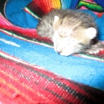 Savannah, F-3C, BST, Female #1 DOB 1-22-16