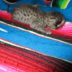 Savannah, F-3C, BST, Female #1 DOB 1-22-17