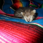 Savannah, F-3C, BST, Female #1 DOB 1-22-17