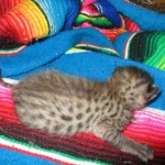 Savannah, F-3C, BST, Female #1 DOB 1-22-17