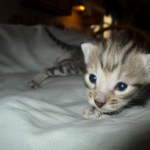 Savannah, F-3C, BST, Female #1 DOB 1-22-17