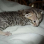 Savannah, F-3C, BST, Female #1 DOB 1-22-17