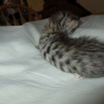 Savannah, F-3C, BST, Female #1 DOB 1-22-17