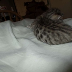 Savannah, F-3C, BST, Female #1 DOB 1-22-17