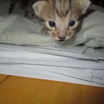 Savannah, F-3C, BST, Female #1 DOB 1-22-17