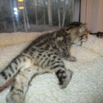 Savannah, F-3C, BST, Female #1 DOB 1-22-17