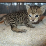 Savannah, F-3C, BST, Female #1 DOB 1-22-17