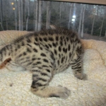 Savannah, F-3C, BST, Female #1 DOB 1-22-17