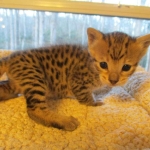 Savannah, F-3C, BST, Female #1 DOB 1-22-17