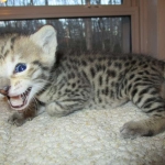 Savannah, F-3C, BST, Female #1 DOB 1-22-17