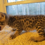 Savannah, F-3C, BST, Female #1 DOB 1-22-17