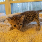 Savannah, F-3C, BST, Female #1 DOB 1-22-17