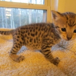 Zelda Savannah, F-3C, BST, Female #1 DOB 1-22-17