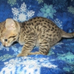 Zelda Savannah, F-3C, BST, Female #1 DOB 1-22-17