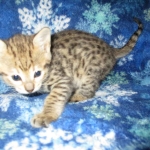 Zelda Savannah, F-3C, BST, Female #1 DOB 1-22-17