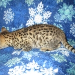 Zelda Savannah, F-3C, BST, Female #1 DOB 1-22-17