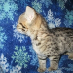 Zelda Savannah, F-3C, BST, Female #1 DOB 1-22-17