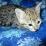 Zelda Savannah, F-3C, BST, Female #1 DOB 1-22-17