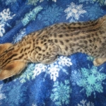 Zelda Savannah, F-3C, BST, Female #1 DOB 1-22-17