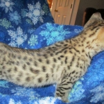 Zelda Savannah, F-3C, BST, Female #1 DOB 1-22-17