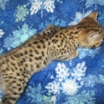 Zelda Savannah, F-3C, BST, Female #1 DOB 1-22-17