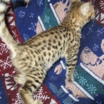 Zelda Savannah, F-3C, BST, Female #1 DOB 1-22-17