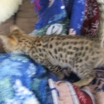 Zelda Savannah, F-3C, BST, Female #1 DOB 1-22-17