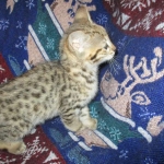 Zelda Savannah, F-3C, BST, Female #1 DOB 1-22-17