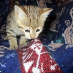 Zelda Savannah, F-3C, BST, Female #1 DOB 1-22-17