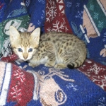 Zelda Savannah, F-3C, BST, Female #1 DOB 1-22-17