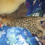 Zelda Savannah, F-3C, BST, Female #1 DOB 1-22-17