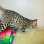 Zelda, Savannah, F-3C, BST, Female #1 DOB 1-22-17