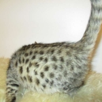 Zelda, Savannah, F-3C, BST, Female #1 DOB 1-22-17