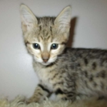 Zelda, Savannah, F-3C, BST, Female #1 DOB 1-22-17