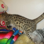 Zelda, Savannah, F-3C, BST, Female #1 DOB 1-22-17