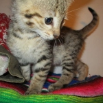 Zelda, Savannah, F-3C, BST, Female #1 DOB 1-22-17