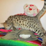 Zelda, Savannah, F-3C, BST, Female #1 DOB 1-22-17