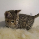 Zelda, Savannah, F-3C, BST, Female #1 DOB 1-22-17