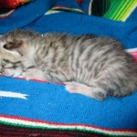 Savannah, F-3C, BST, Female #2 DOB 1-22-17