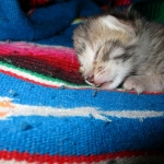 Savannah, F-3C, BST, Female #2 DOB 1-22-17