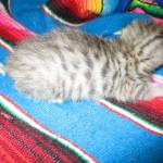 Savannah, F-3C, BST, Female #2 DOB 1-22-17