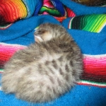 Savannah, F-3C, BST, Female #2 DOB 1-22-17