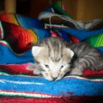 Savannah, F-3C, BST, Female #2 DOB 1-22-17