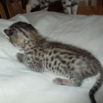 Savannah, F-3C, BST, Female #2 DOB 1-22-17