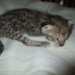 Savannah, F-3C, BST, Female #2 DOB 1-22-17