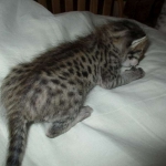 Savannah, F-3C, BST, Female #2 DOB 1-22-17