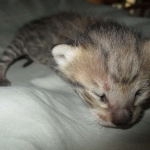 Savannah, F-3C, BST, Female #2 DOB 1-22-17