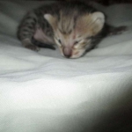 Savannah, F-3C, BST, Female #2 DOB 1-22-17